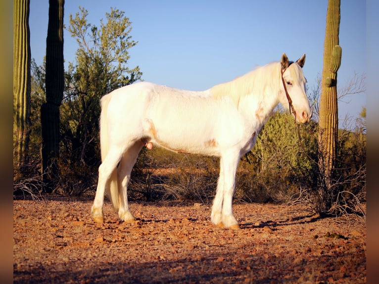 Tinker Mix Wallach 10 Jahre 147 cm in Marana, AZ