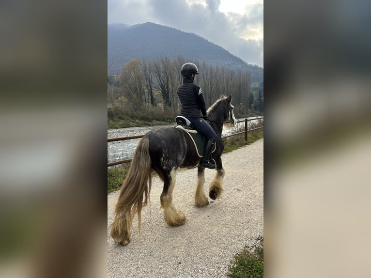 Tinker Wallach 10 Jahre 150 cm Apfelschimmel in Bergamo