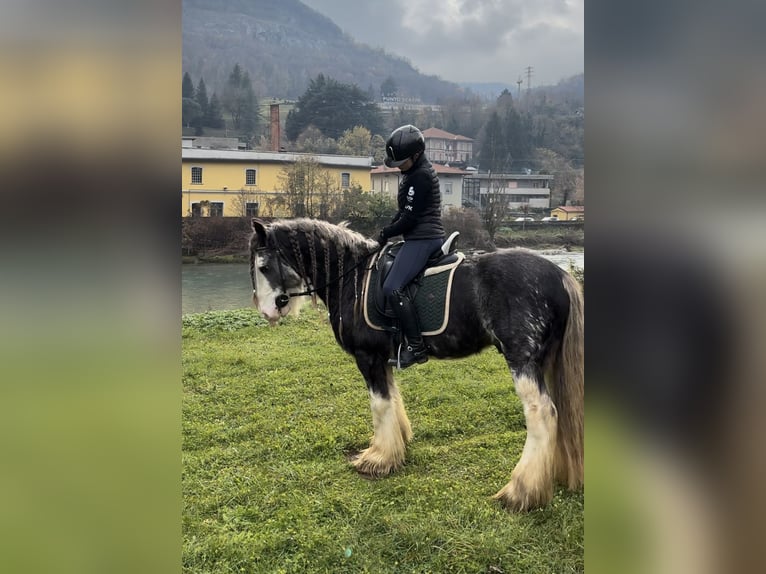 Tinker Wallach 10 Jahre 150 cm Rotschimmel in Bergamo