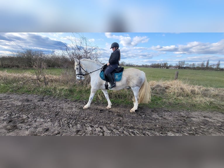 Tinker Wallach 10 Jahre 152 cm Apfelschimmel in Oberkr&#xE4;mer