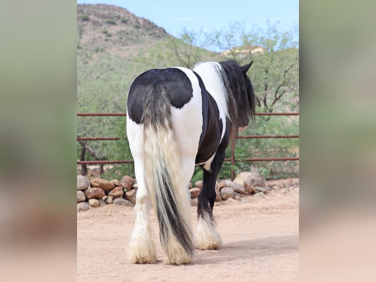 Tinker Wallach 10 Jahre 152 cm Schecke in Cave Creek Tinker Wallach 10 Jahre 152 cm Schecke in Cave Creek