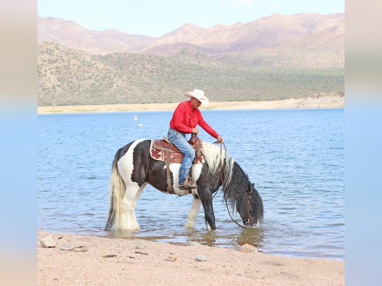 Tinker Wallach 10 Jahre 152 cm Schecke in Cave Creek Tinker Wallach 10 Jahre 152 cm Schecke in Cave Creek