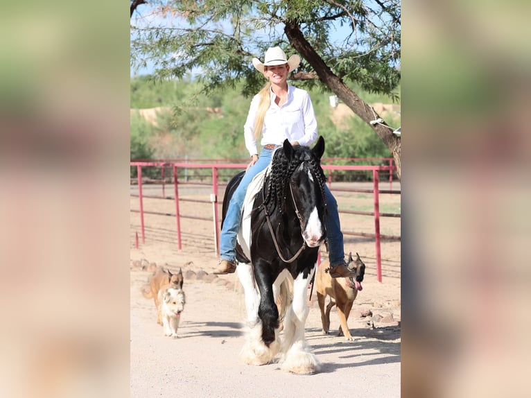 Tinker Wallach 10 Jahre 152 cm Schecke in Cave Creek Tinker Wallach 10 Jahre 152 cm Schecke in Cave Creek