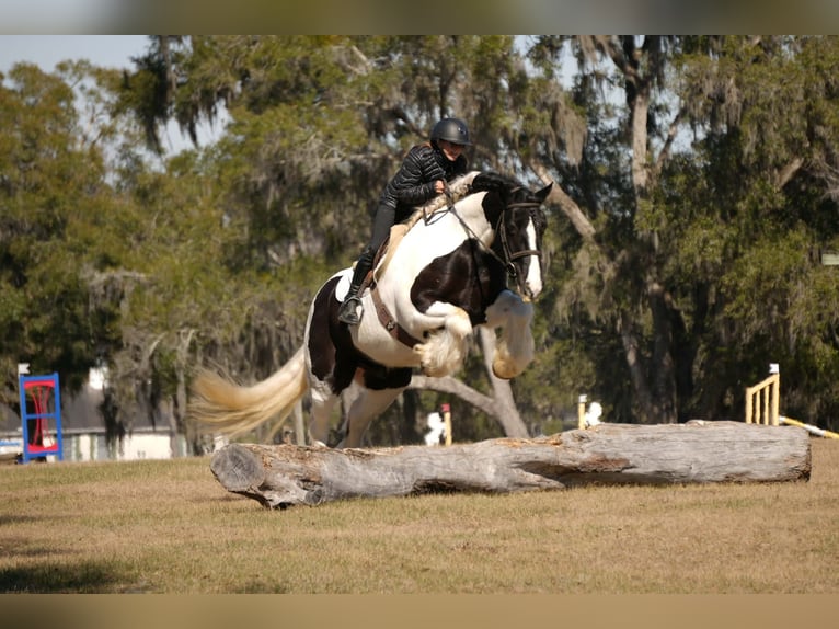 Tinker Mix Wallach 10 Jahre 152 cm Schecke in Fresno