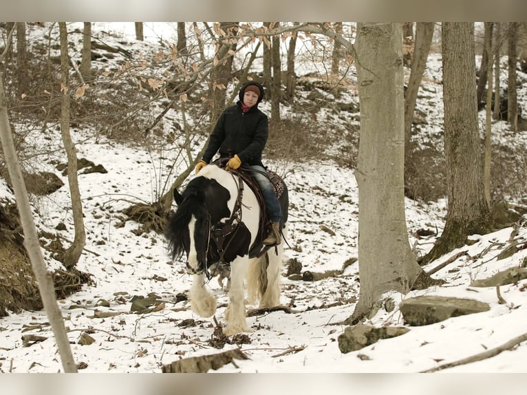 Tinker Mix Wallach 10 Jahre 152 cm Schecke in Fresno