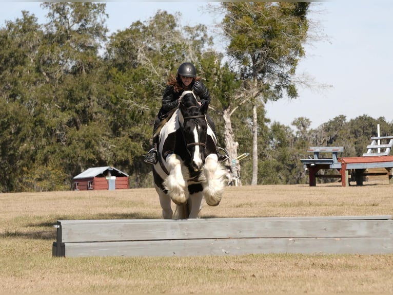 Tinker Mix Wallach 10 Jahre 152 cm Schecke in Fresno