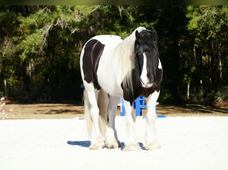 Tinker Mix Wallach 10 Jahre 152 cm Schecke in Fresno