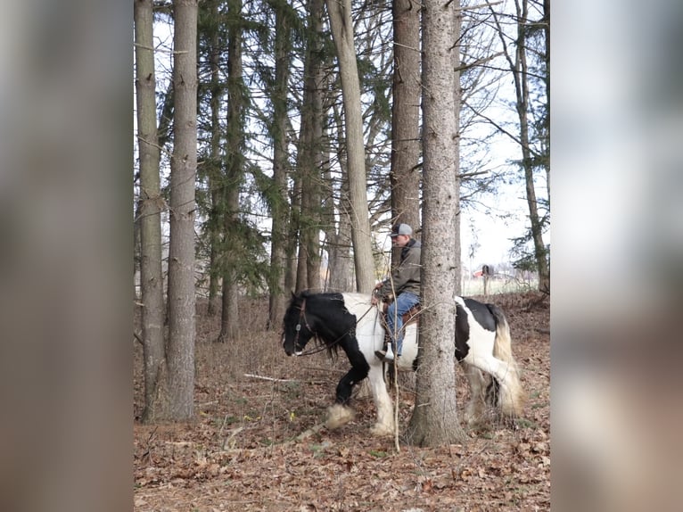 Tinker Wallach 10 Jahre 155 cm Schecke in Howell