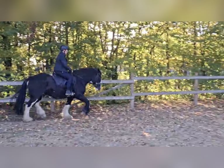 Tinker Wallach 10 Jahre 158 cm Rappe in PetershagenPetershagen