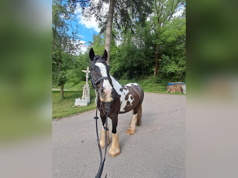 Tinker Wallach 10 Jahre 158 cm Schecke in Winden im Elztal