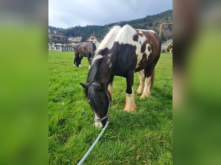 Tinker Wallach 10 Jahre 158 cm Schecke in Winden im Elztal