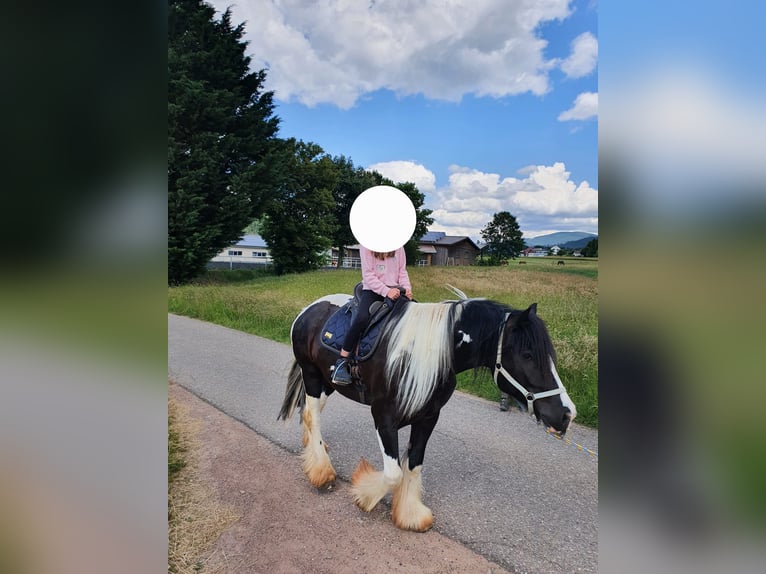 Tinker Wallach 10 Jahre 158 cm Schecke in Winden im Elztal