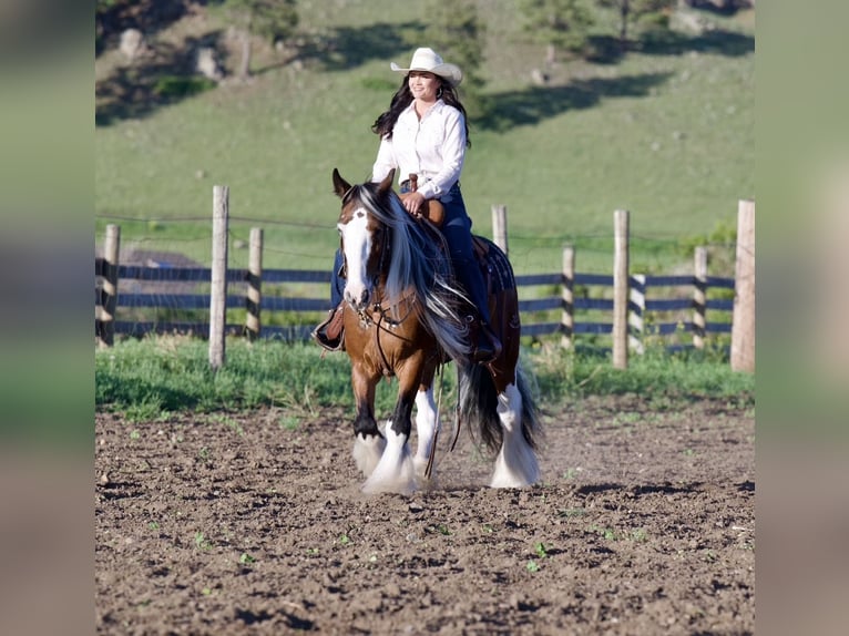 Tinker Wallach 10 Jahre Schecke in Havre