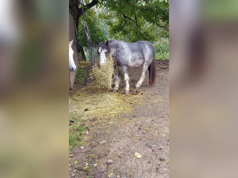 Tinker Wallach 11 Jahre 128 cm Roan-Blue in Hilzingen