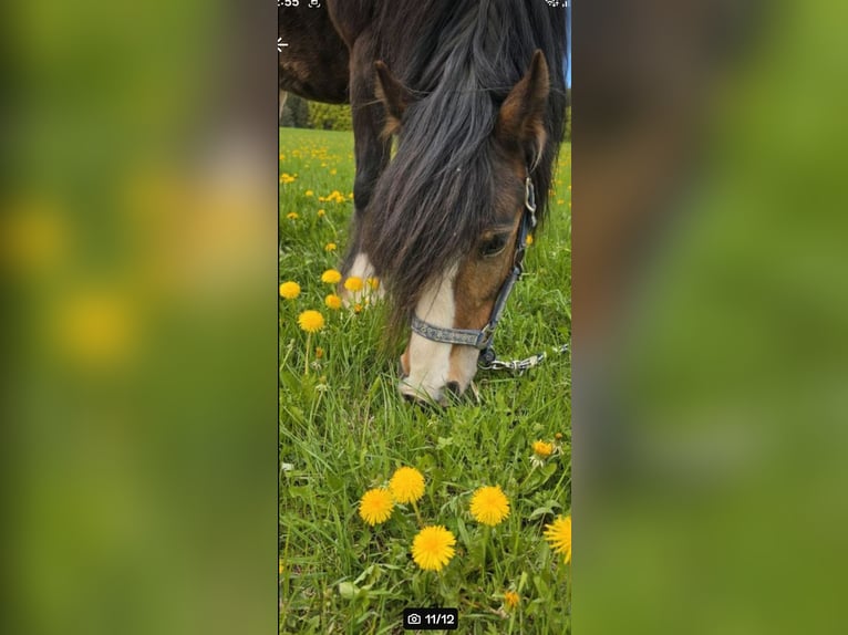 Tinker Wallach 11 Jahre 135 cm Brauner in Bitz