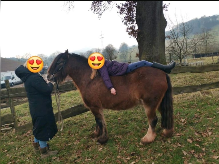 Tinker Wallach 11 Jahre 135 cm Brauner in Bitz