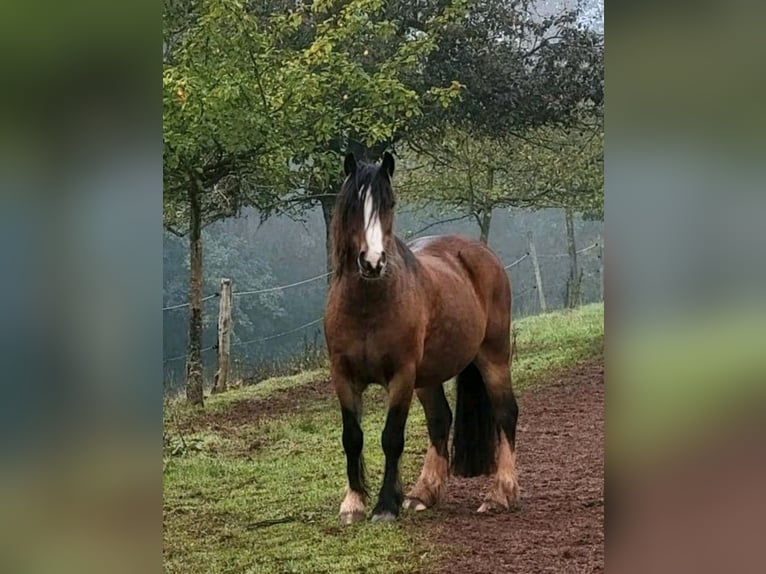 Tinker Wallach 11 Jahre 135 cm Brauner in Bitz