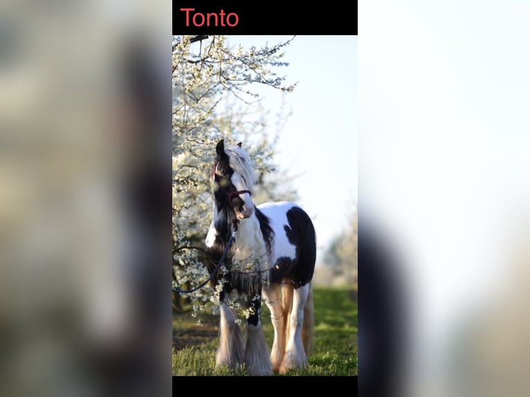 Tinker Wallach 11 Jahre 135 cm Schecke in WeinheimOberflockenbach