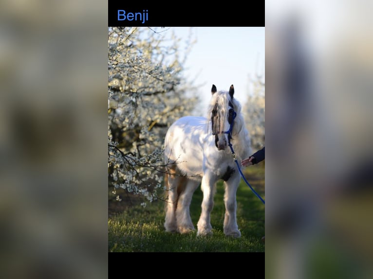 Tinker Wallach 11 Jahre 135 cm Schecke in WeinheimOberflockenbach