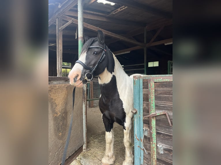 Tinker Wallach 11 Jahre 136 cm Schecke in Pl&#xFC;derhausen