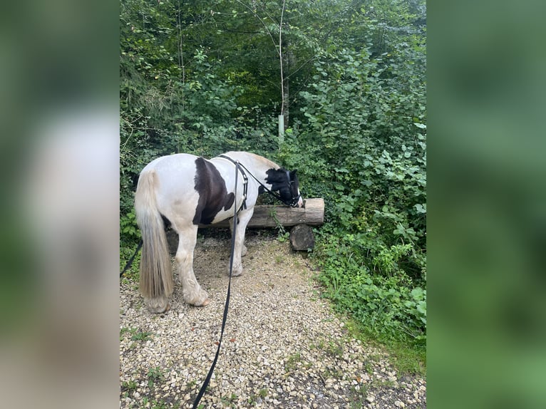 Tinker Wallach 11 Jahre 136 cm Schecke in Pl&#xFC;derhausen