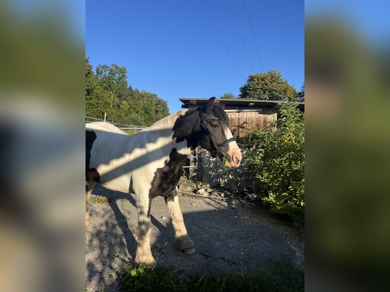 Tinker Wallach 11 Jahre 136 cm Schecke in Pl&#xFC;derhausen