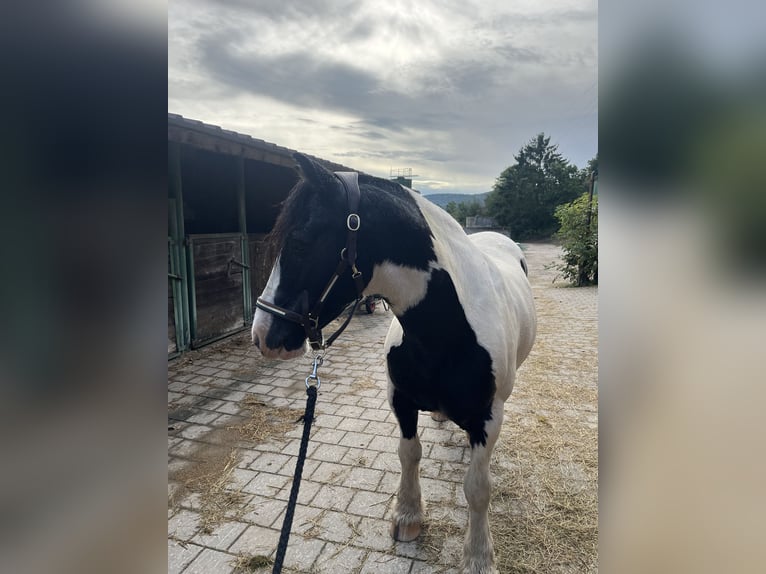 Tinker Wallach 11 Jahre 136 cm Schecke in Pl&#xFC;derhausen