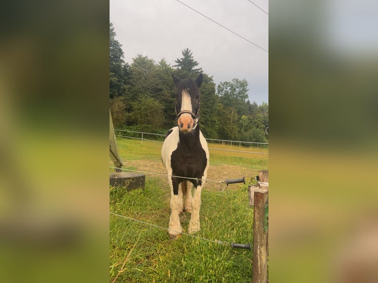 Tinker Wallach 11 Jahre 136 cm Schecke in Pl&#xFC;derhausen
