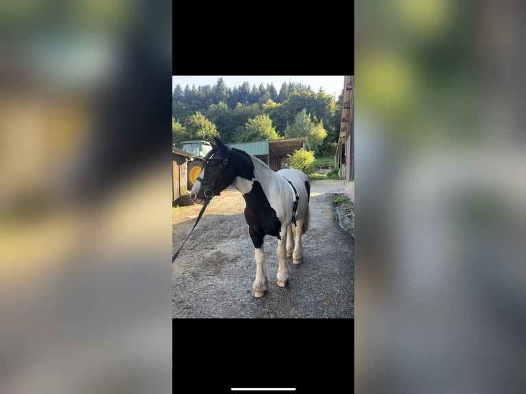 Tinker Wallach 11 Jahre 136 cm Schecke in Pl&#xFC;derhausen