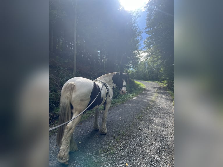 Tinker Wallach 11 Jahre 136 cm Schecke in Pl&#xFC;derhausen