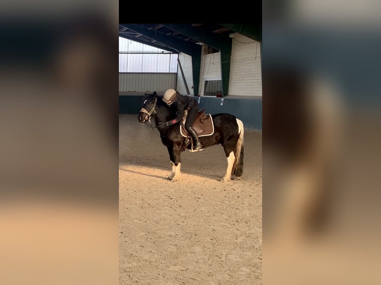Tinker Mix Wallach 11 Jahre 137 cm Schecke in Sehnde