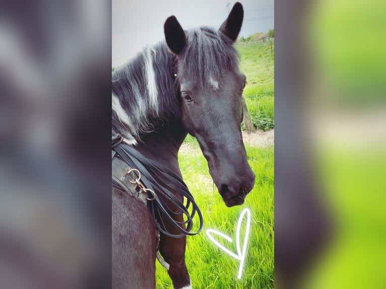 Tinker Mix Wallach 11 Jahre 137 cm Schecke in Sehnde