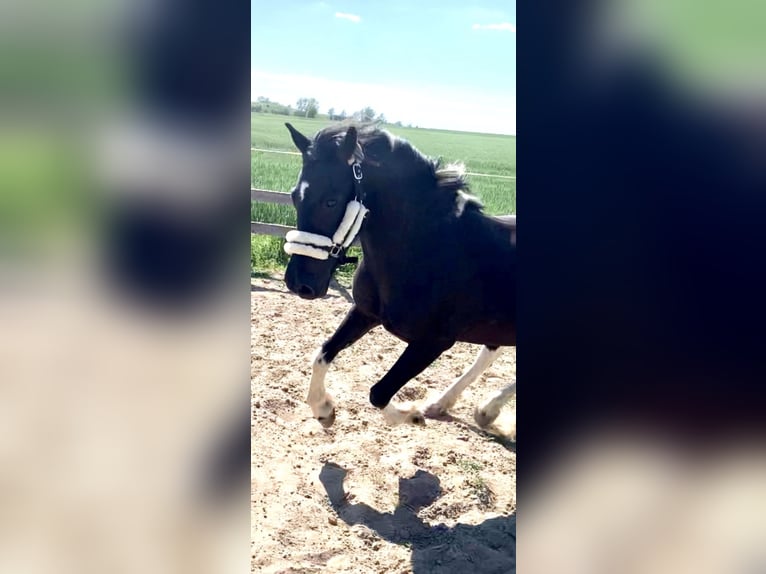 Tinker Mix Wallach 11 Jahre 137 cm Schecke in Sehnde