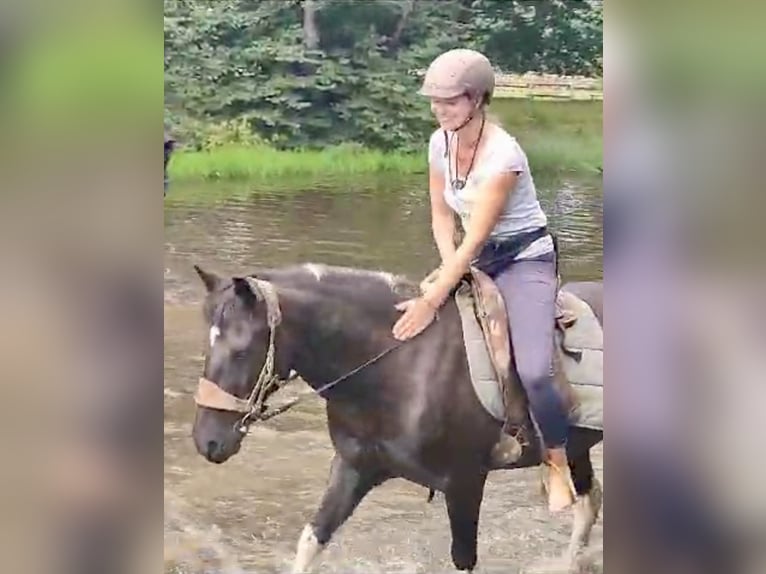 Tinker Mix Wallach 11 Jahre 137 cm Schecke in Sehnde