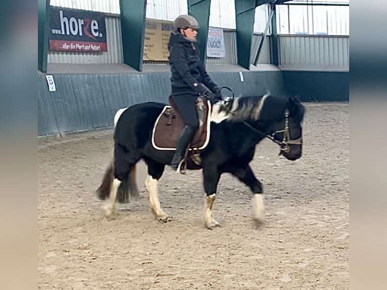 Tinker Mix Wallach 11 Jahre 137 cm Schecke in Sehnde