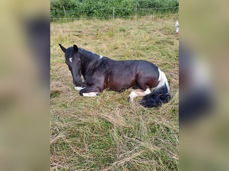 Tinker Mix Wallach 11 Jahre 137 cm Schecke in Sehnde