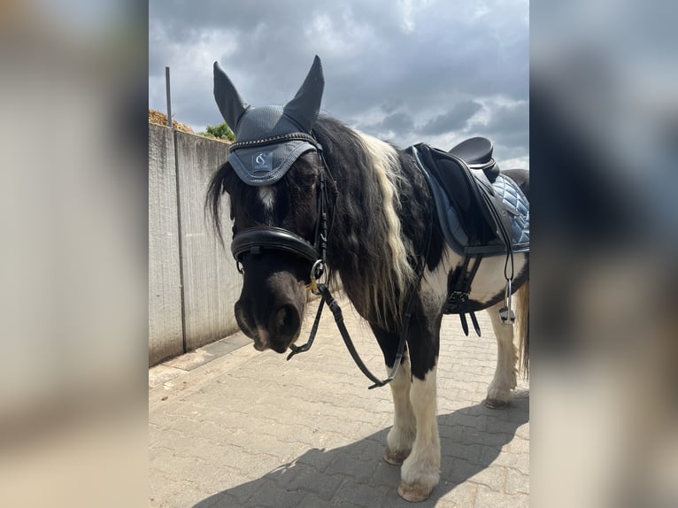 Tinker Wallach 11 Jahre 138 cm Schecke in Erftstadt