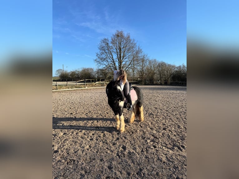 Tinker Wallach 11 Jahre 138 cm Schecke in Erftstadt
