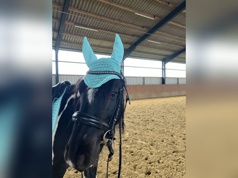 Tinker Wallach 11 Jahre 138 cm Schecke in Erftstadt