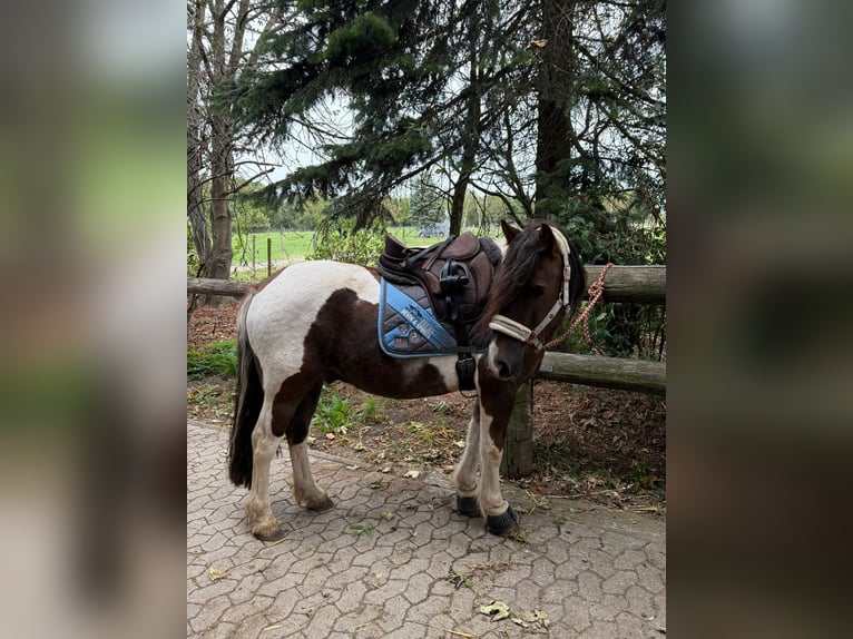 Tinker Mix Wallach 11 Jahre 141 cm Schecke in Bornheim