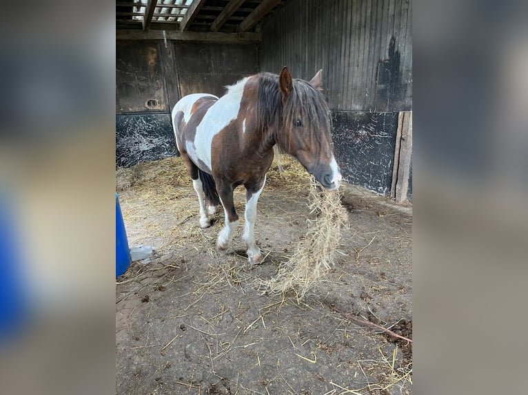 Tinker Mix Wallach 11 Jahre 141 cm Schecke in Bornheim