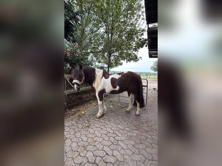 Tinker Mix Wallach 11 Jahre 141 cm Schecke in Bornheim