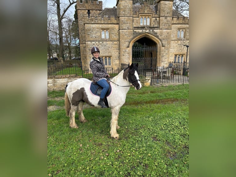 Tinker Wallach 11 Jahre 142 cm White in 57 Brackley Road TINGLEY