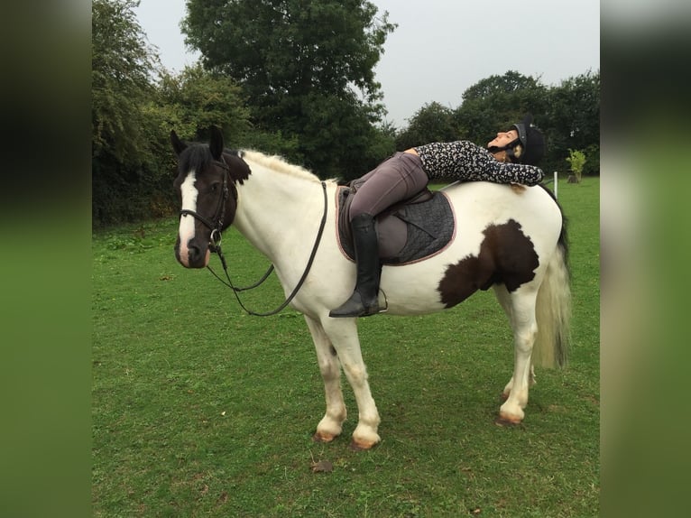 Tinker Wallach 11 Jahre 142 cm White in 57 Brackley Road TINGLEY