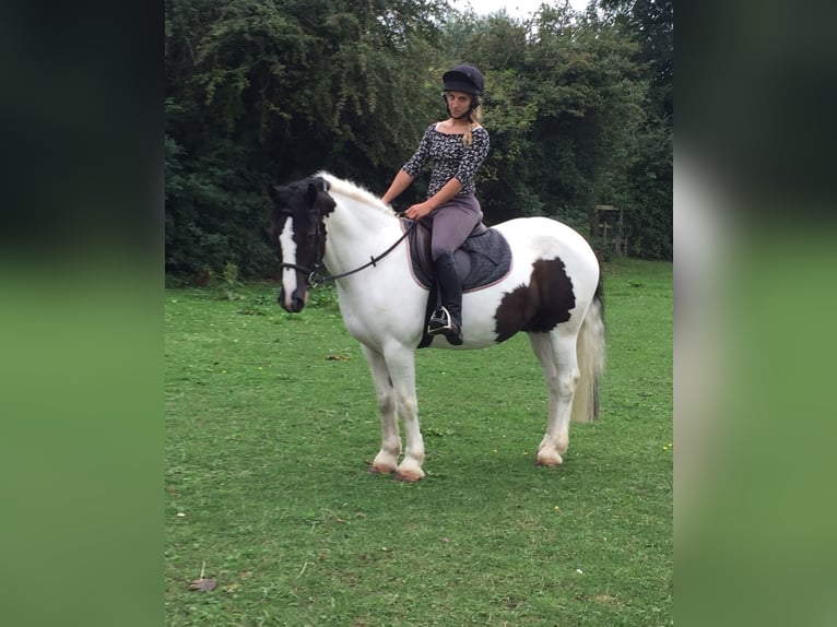 Tinker Wallach 11 Jahre 142 cm White in 57 Brackley Road TINGLEY