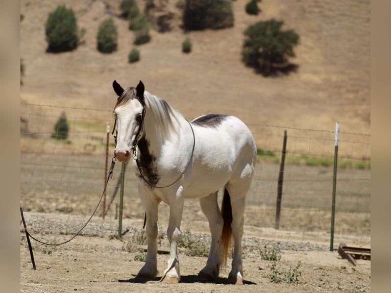 Tinker Wallach 11 Jahre 145 cm Overo-alle-Farben in Paicines CA