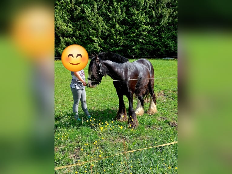 Tinker Wallach 11 Jahre 145 cm Rappe in Böbrach