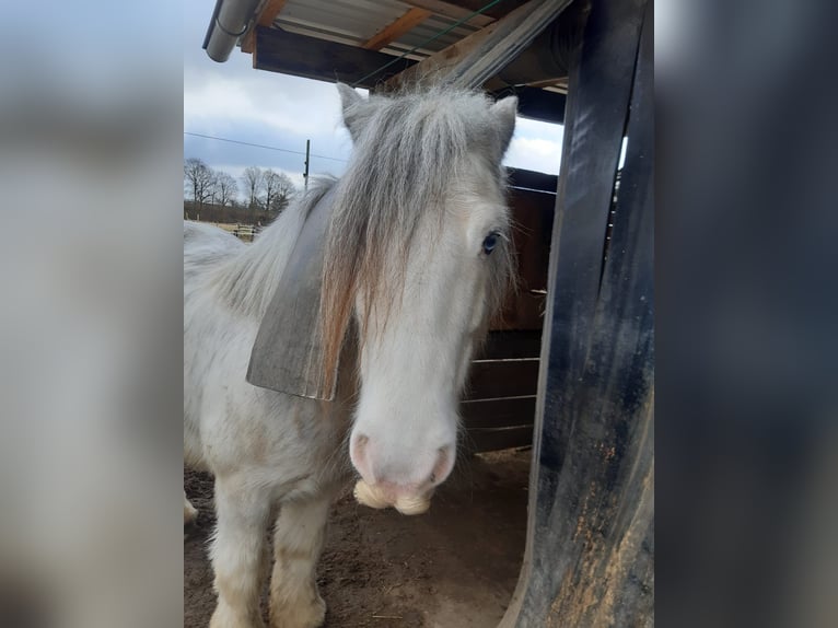 Tinker Wallach 11 Jahre 147 cm Schimmel in H&#xFC;nxe