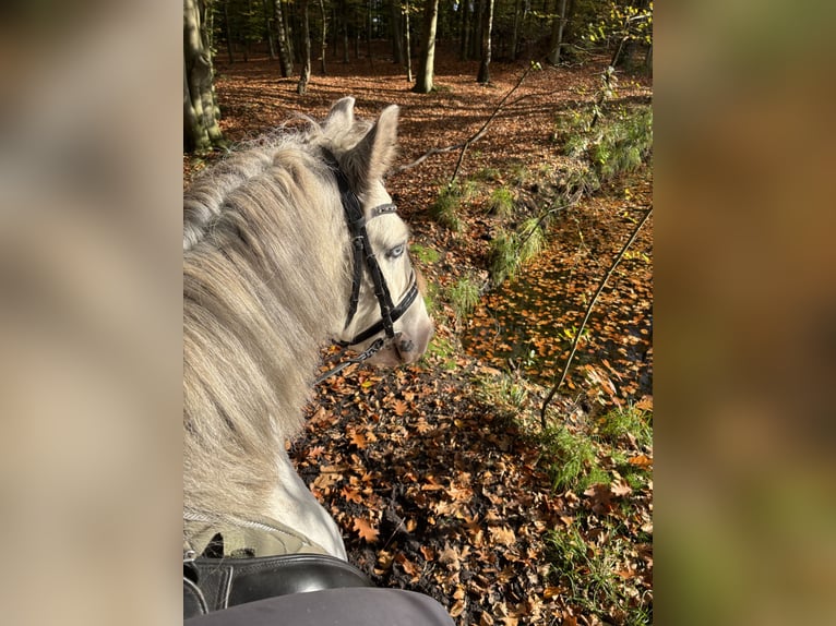Tinker Wallach 11 Jahre 147 cm Schimmel in H&#xFC;nxe