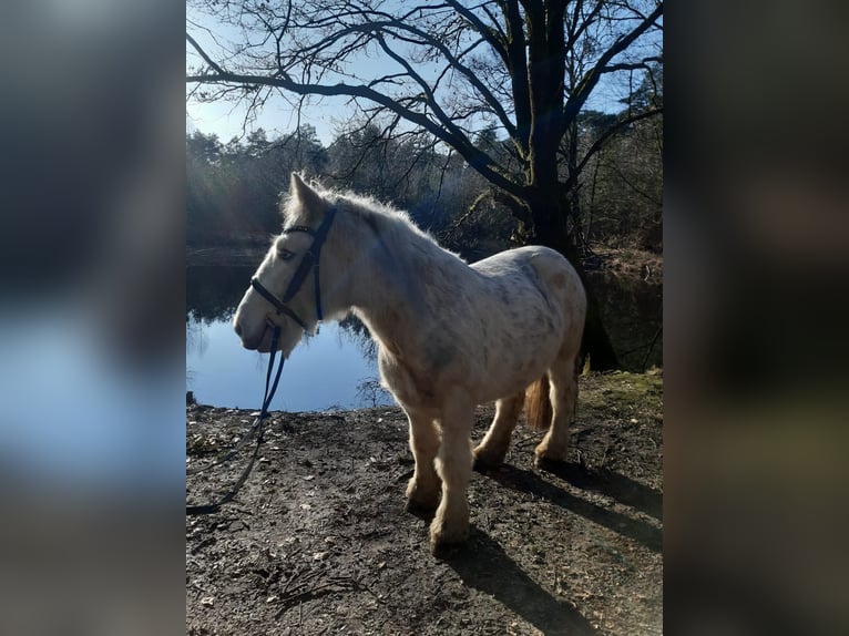 Tinker Wallach 11 Jahre 147 cm Schimmel in H&#xFC;nxe